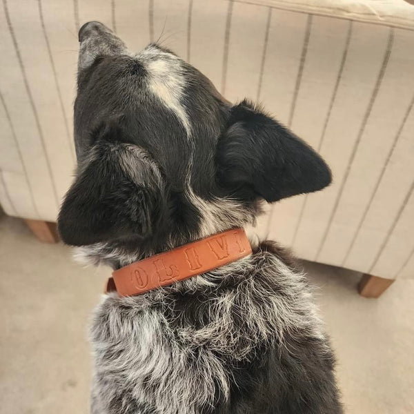 Collar/lead name fee